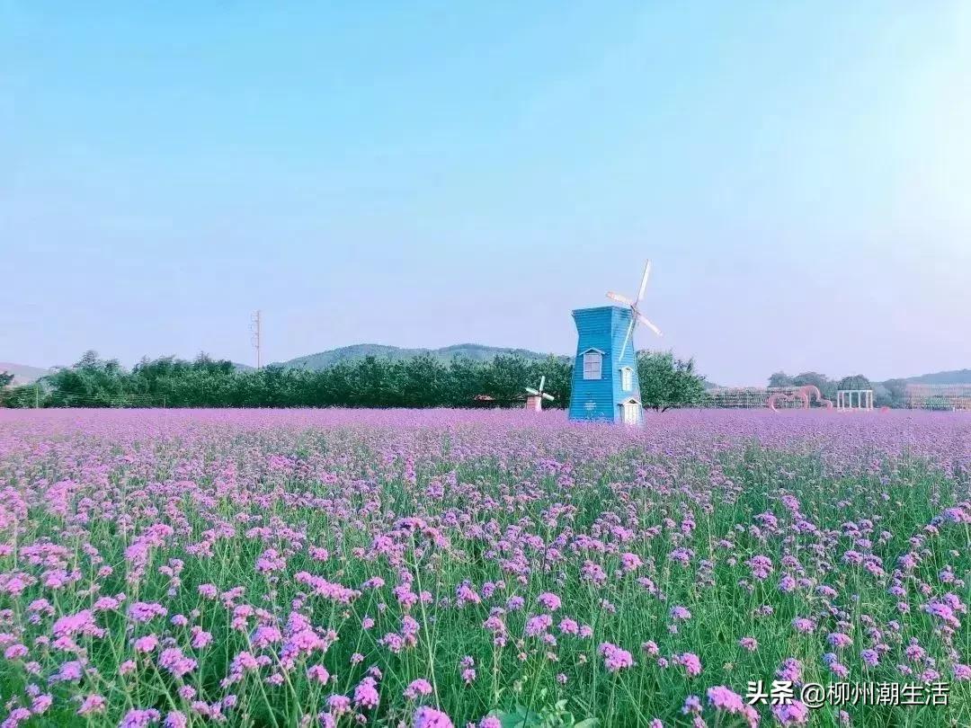 柳州哪里有免费花海,柳州花海紫荆花真实视频