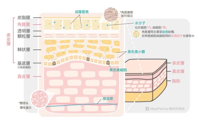 为什么皮肤白的人显年轻,黑皮肤和白皮肤是怎么形成的