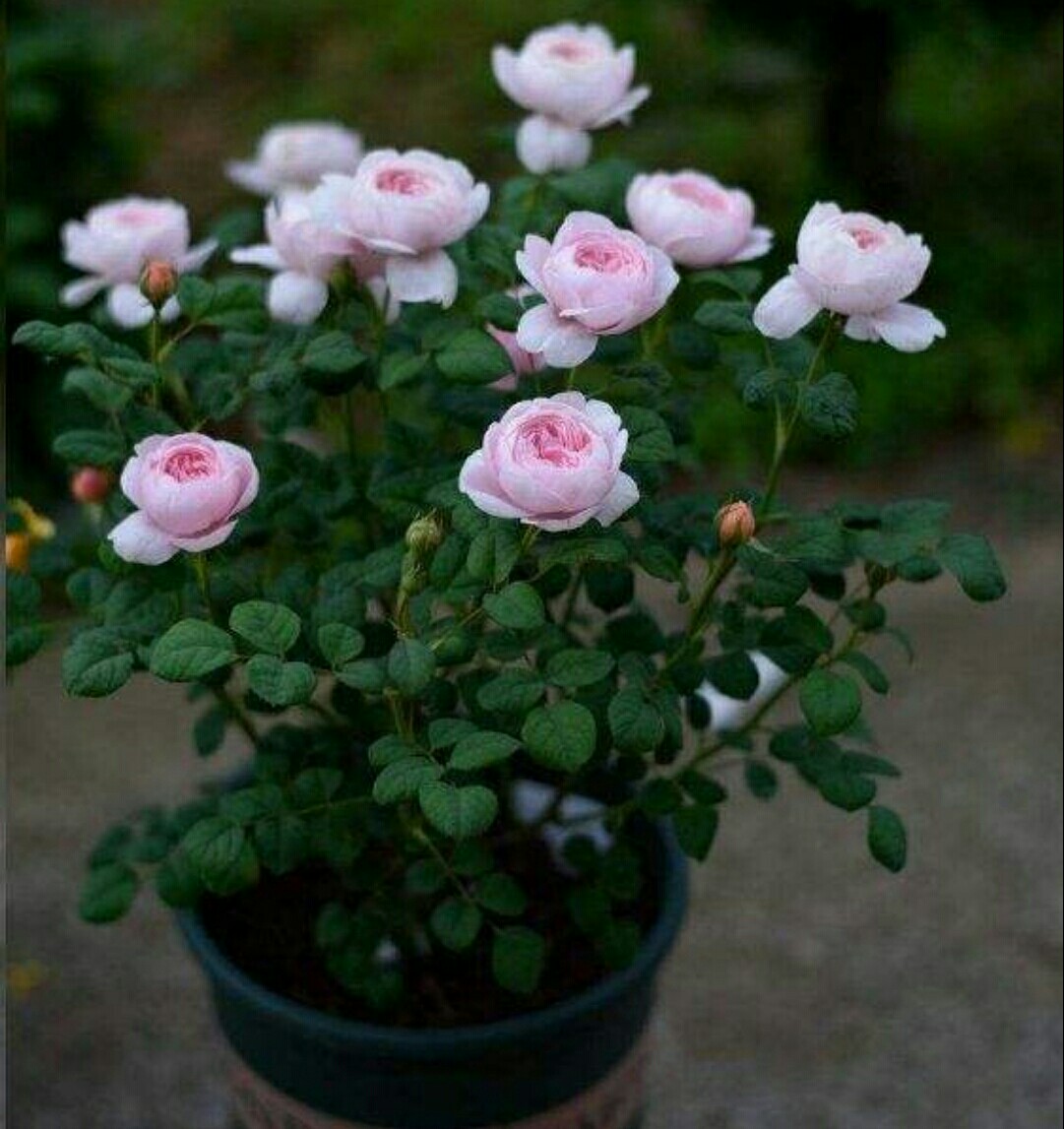 月季开完第一次花的养护与管理,藤本月季春天开花后怎么剪残花