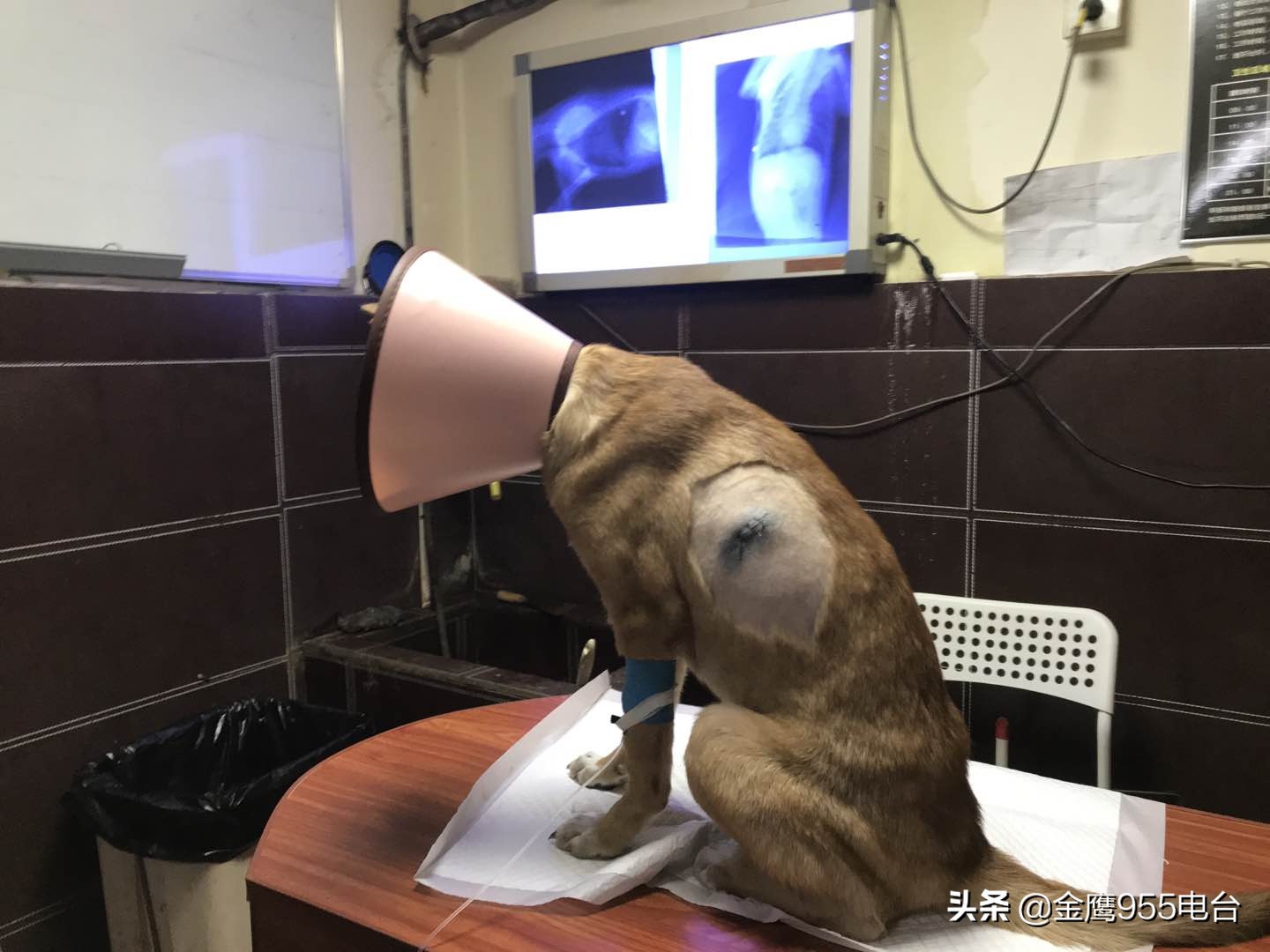 宠物狗被铅弹袭击,宠物犬被撞事故