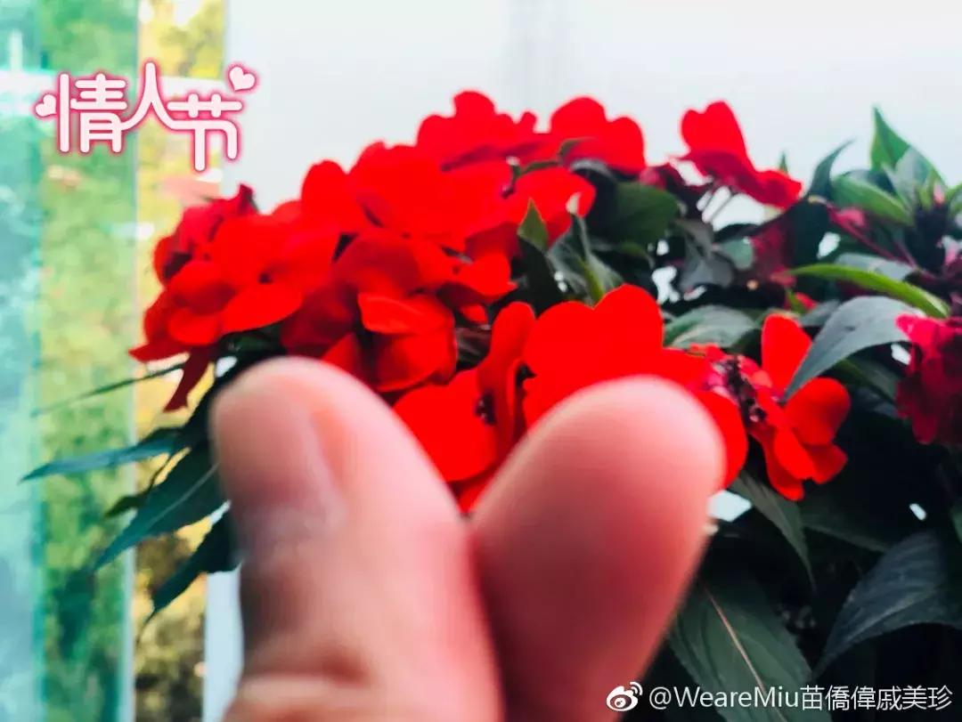 黄宗泽吴卓羲苗侨伟tigerstalk,苗侨伟黄宗泽谁漂亮