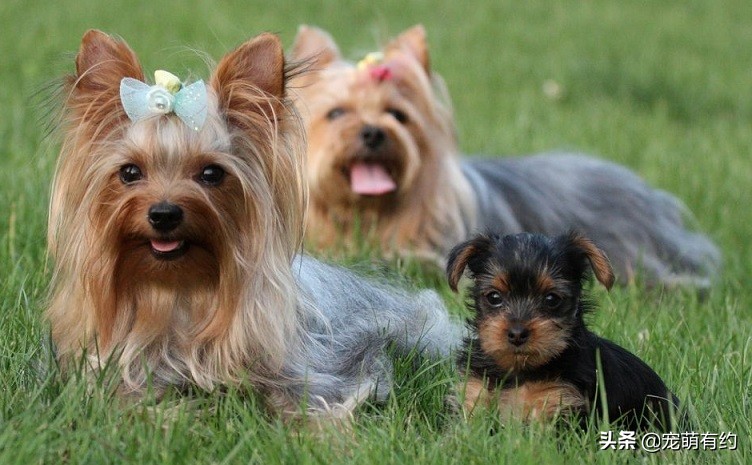 约克夏犬的特性,约克夏宠物怎么养