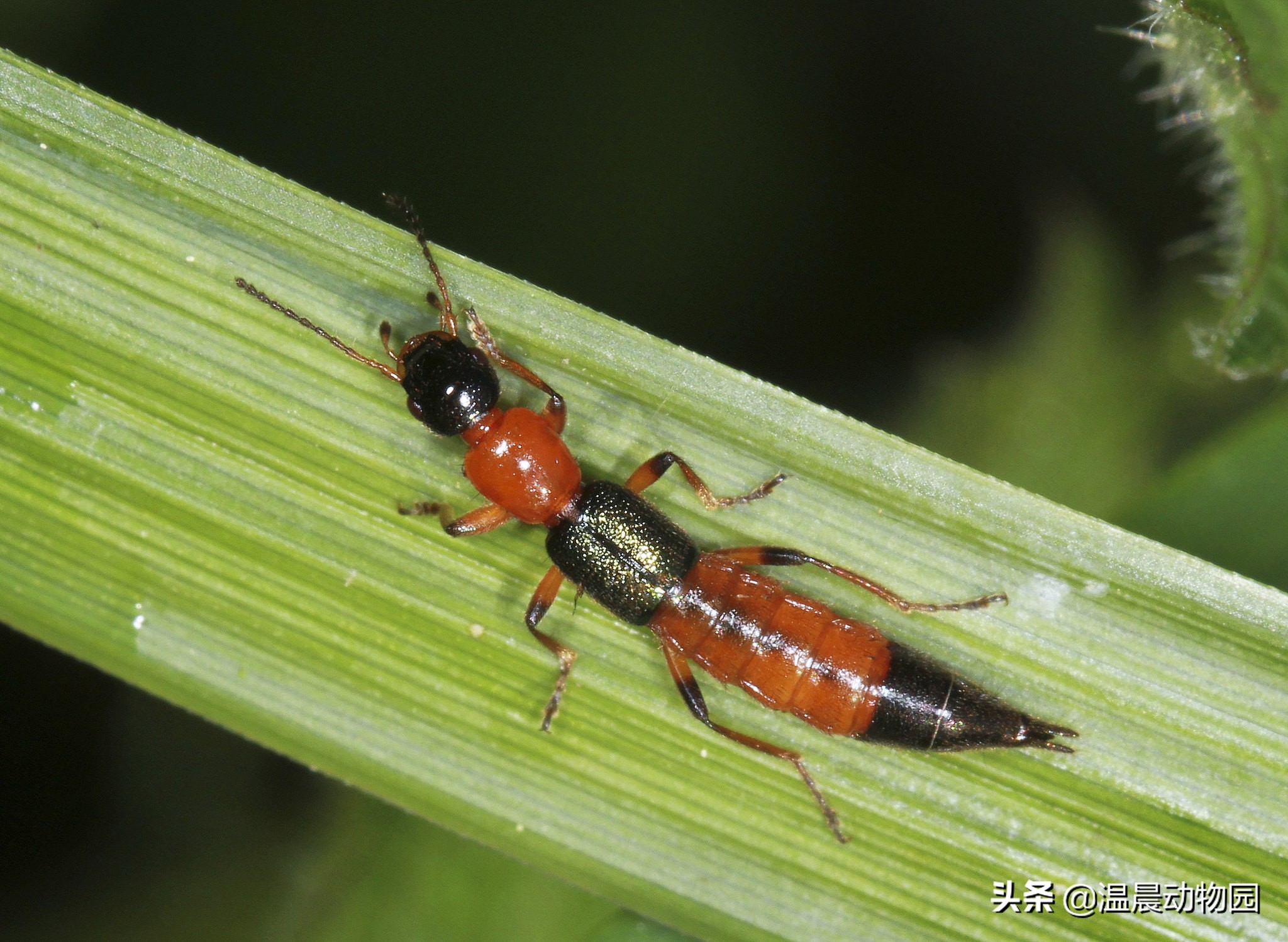 反复遇到隐翅虫是为什么,隐翅虫很可怕是谣言吗