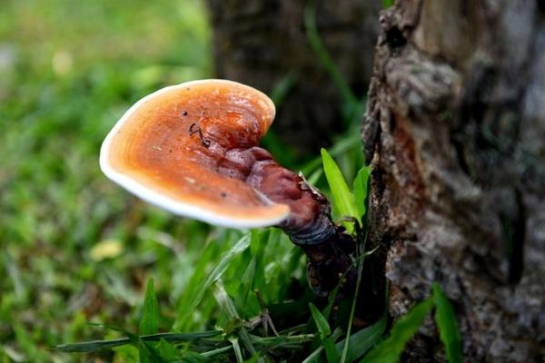 野生灵芝的价格,大兴安岭野生灵芝有多贵
