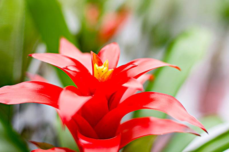 水塔花的养殖方法施什么肥,水塔花的养殖方法和注意事项