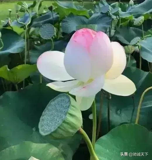 这个南阳在哪里？是在襄阳城西二十里，号曰隆中吗？