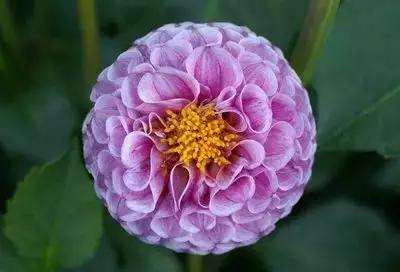 1到100朵红玫瑰花的寓意和花语,助人为乐善良可爱是哪种花的花语