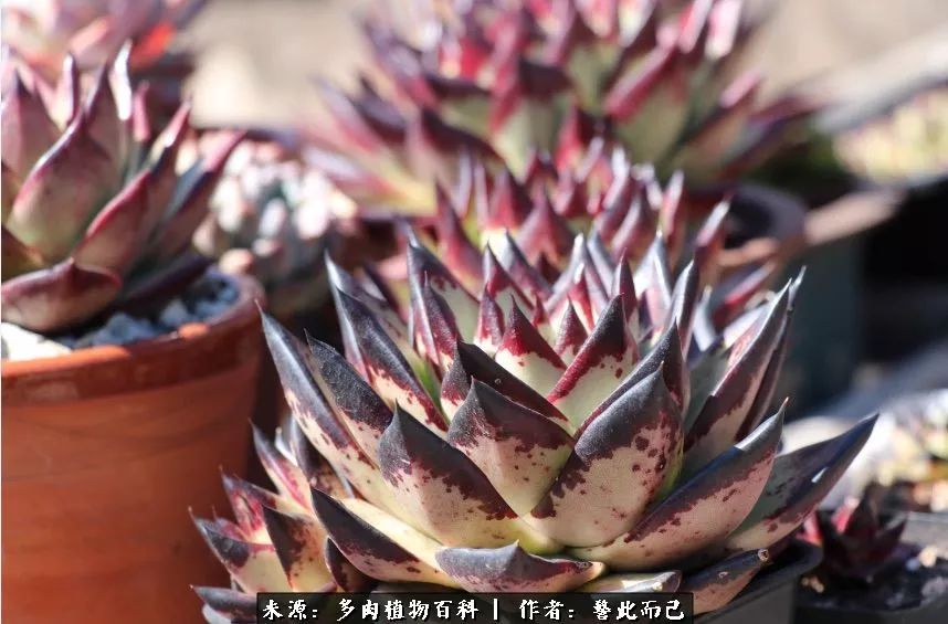 小警察的乌木：红与黑的霸气之美！