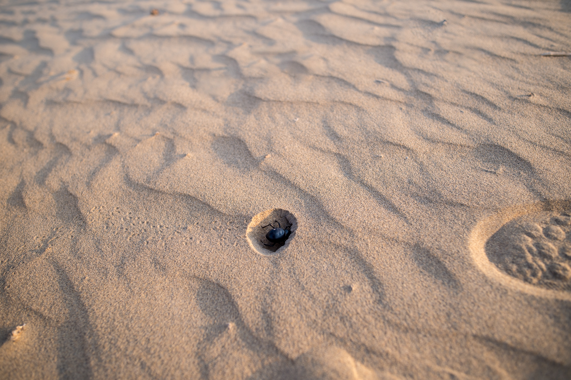 沙漠旅行会遇到的问题,去沙漠旅游可以乱跑吗