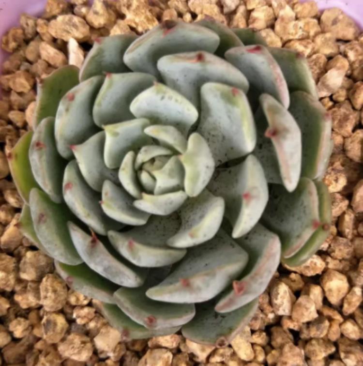 多肉植物为什么会长白色的虫,多肉为什么会得白粉黑斑