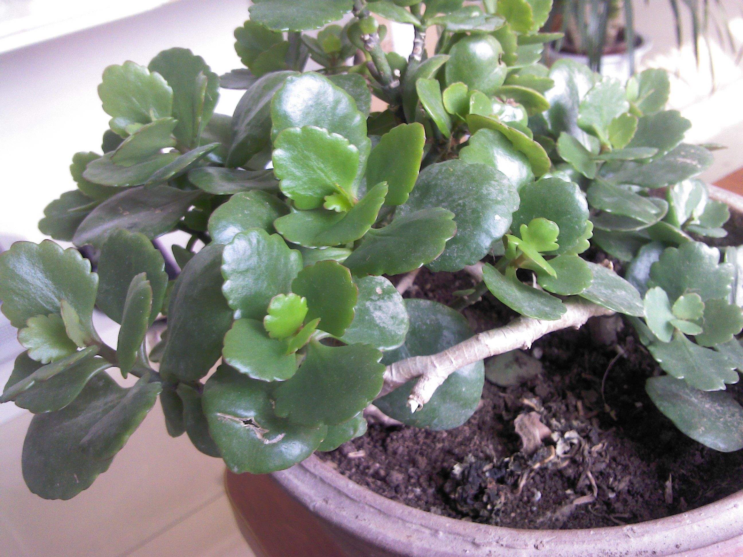 长寿花叶尖发黄是什么原因,长寿花叶子尖发黄是怎么回事