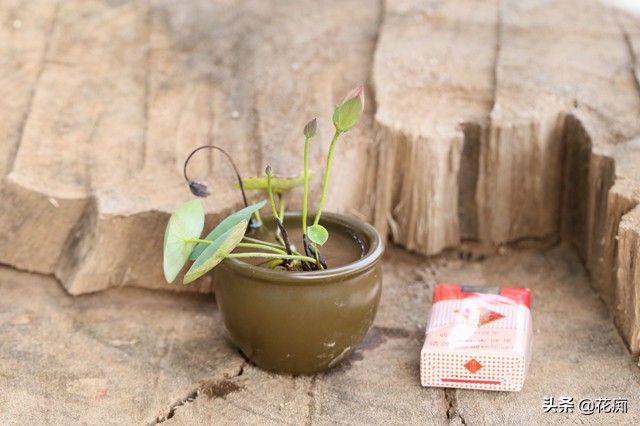 详解碗莲种植养护的方法完全篇,碗莲的种植从入门到放弃