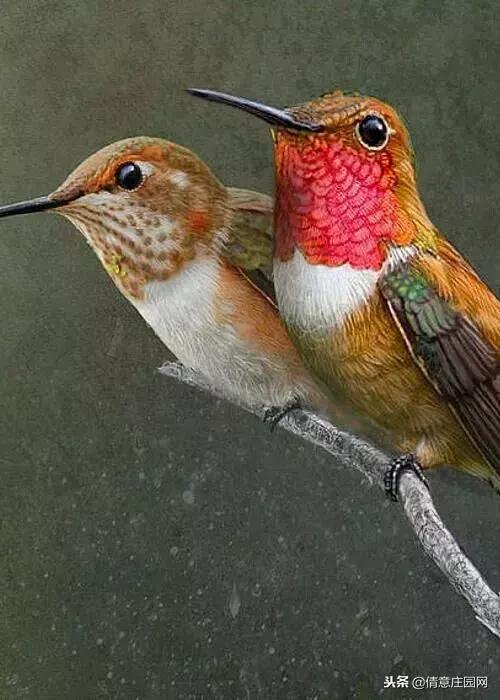 一只会听人话的小鸟,小鸟戴帽子变脸