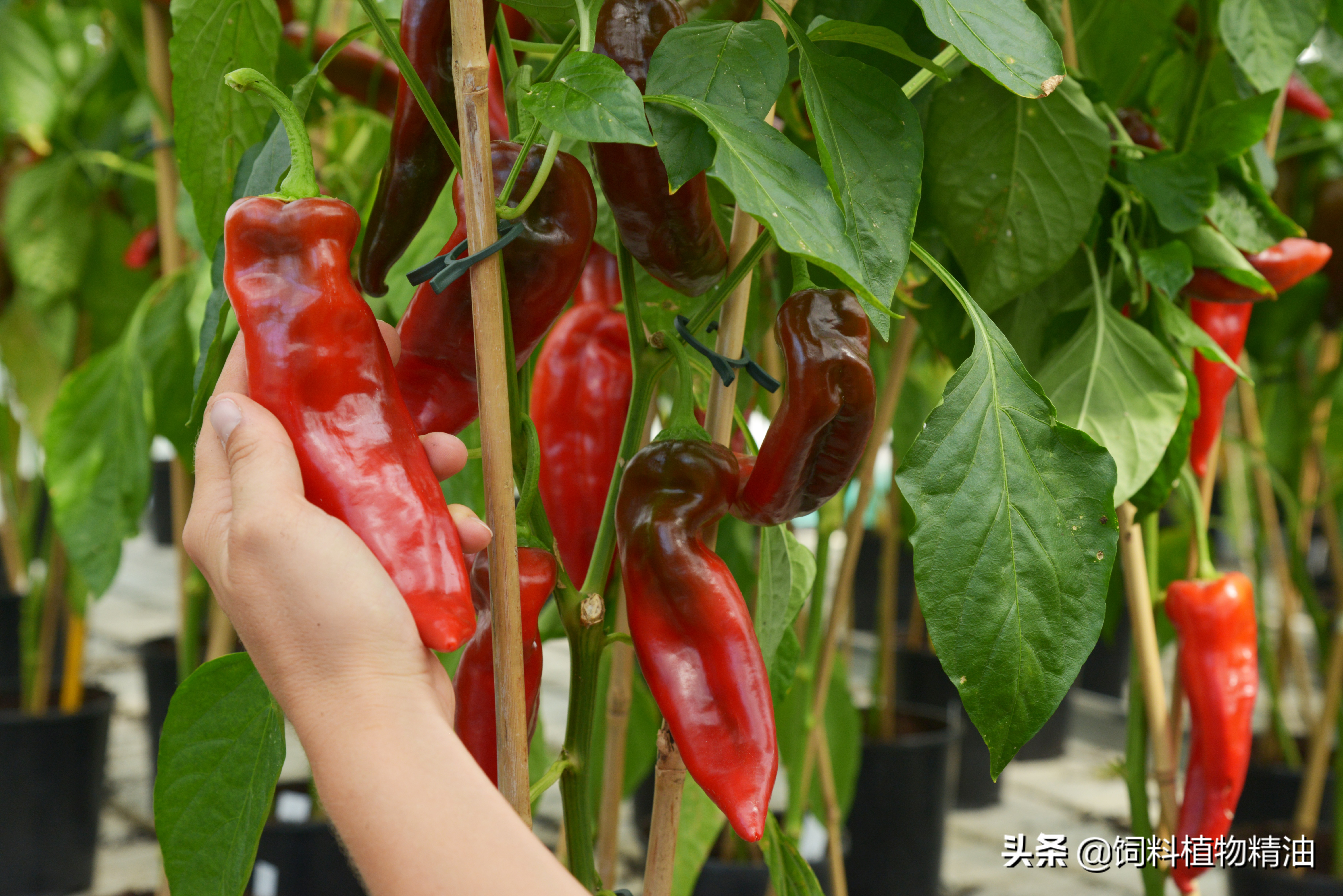 辣椒素对犊牛生长性能的影响,辣椒素制备技术