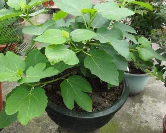 盆栽无花果结果后如何管理,盆栽无花果挂果后怎么养