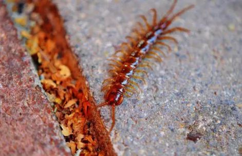 2019十大养殖品种图片,这两年最火的养殖品种