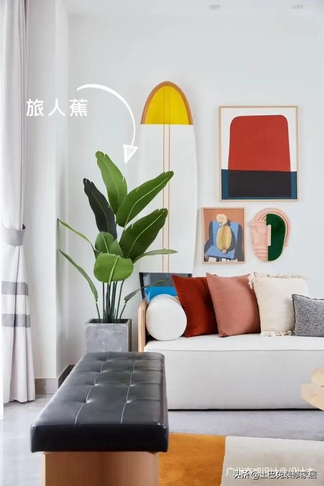 十款居家可养的植物,招财又好养的植物