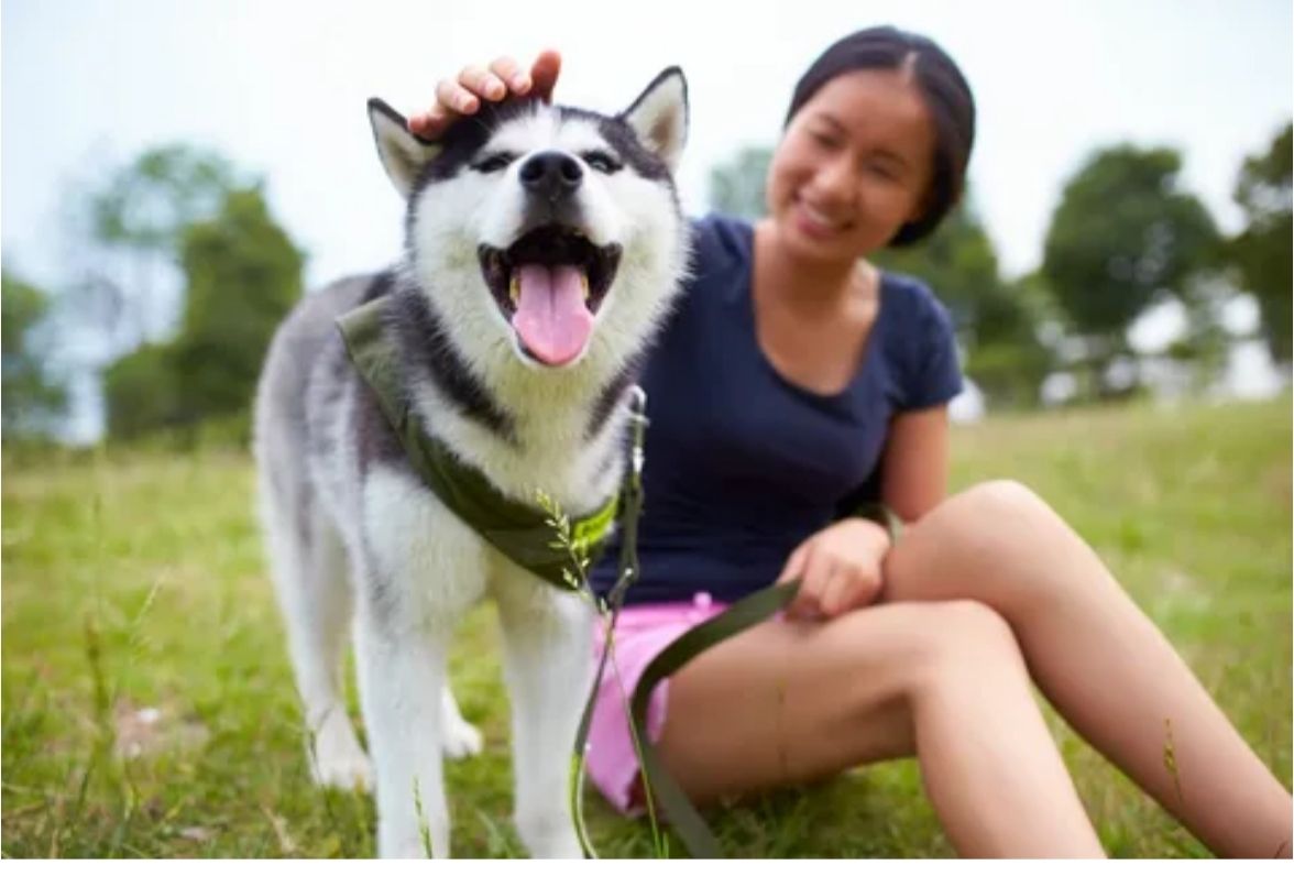 西伯利亚的二哈犬,俄罗斯真正的西伯利亚雪橇犬