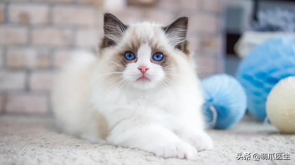 我就是馋猫的身子，没别的！