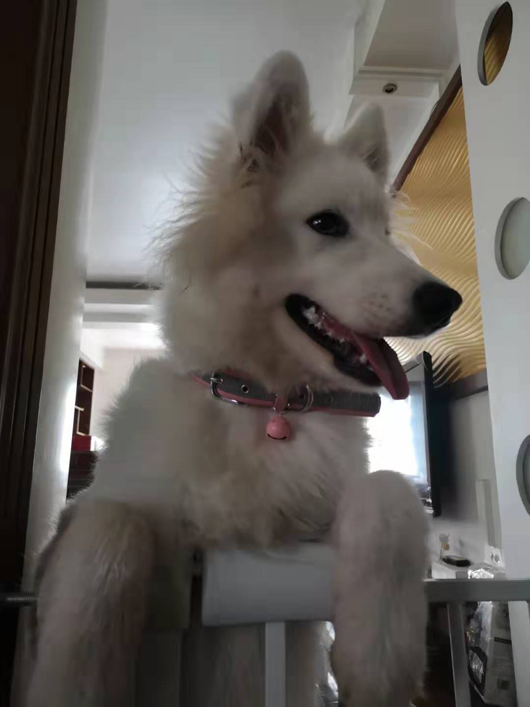 狗狗喝水也护食,狗狗特别能喝水这样正常吗