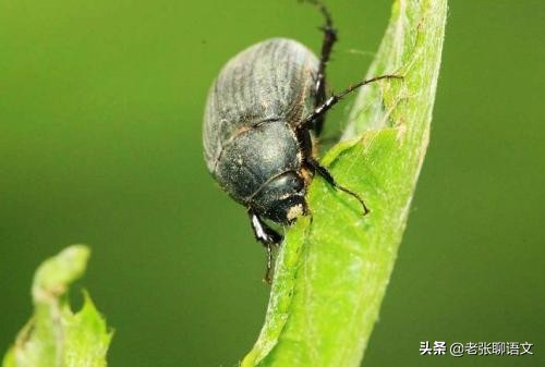 黑老婆虫图片,黑老婆虫用什么药能杀死