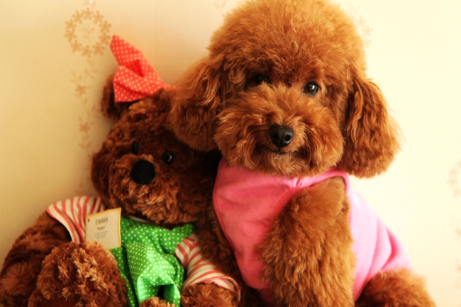 泰迪犬只吃饭怎么回事,泰迪狗不吃狗粮有什么办法