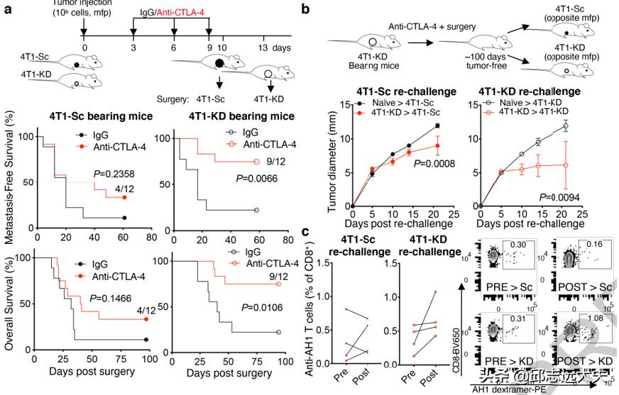 乳酸，肿瘤“贿赂”Treg的“代谢货币”