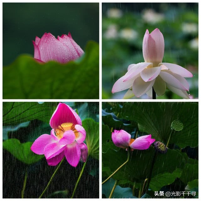 这10个荷花摄影技巧各个好用,摄影爱好者分享荷花拍摄小技巧