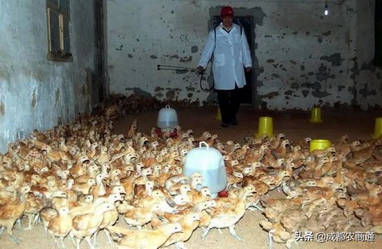 土鸡养殖技术哪里学,土鸡技术知识大全