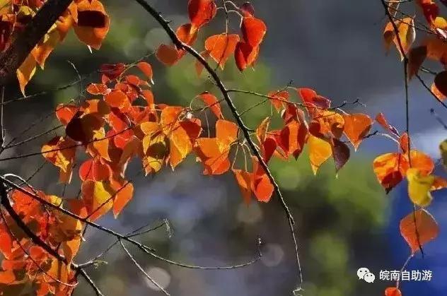 安徽赏秋的好乡村,安徽秋天去哪里赏秋最好