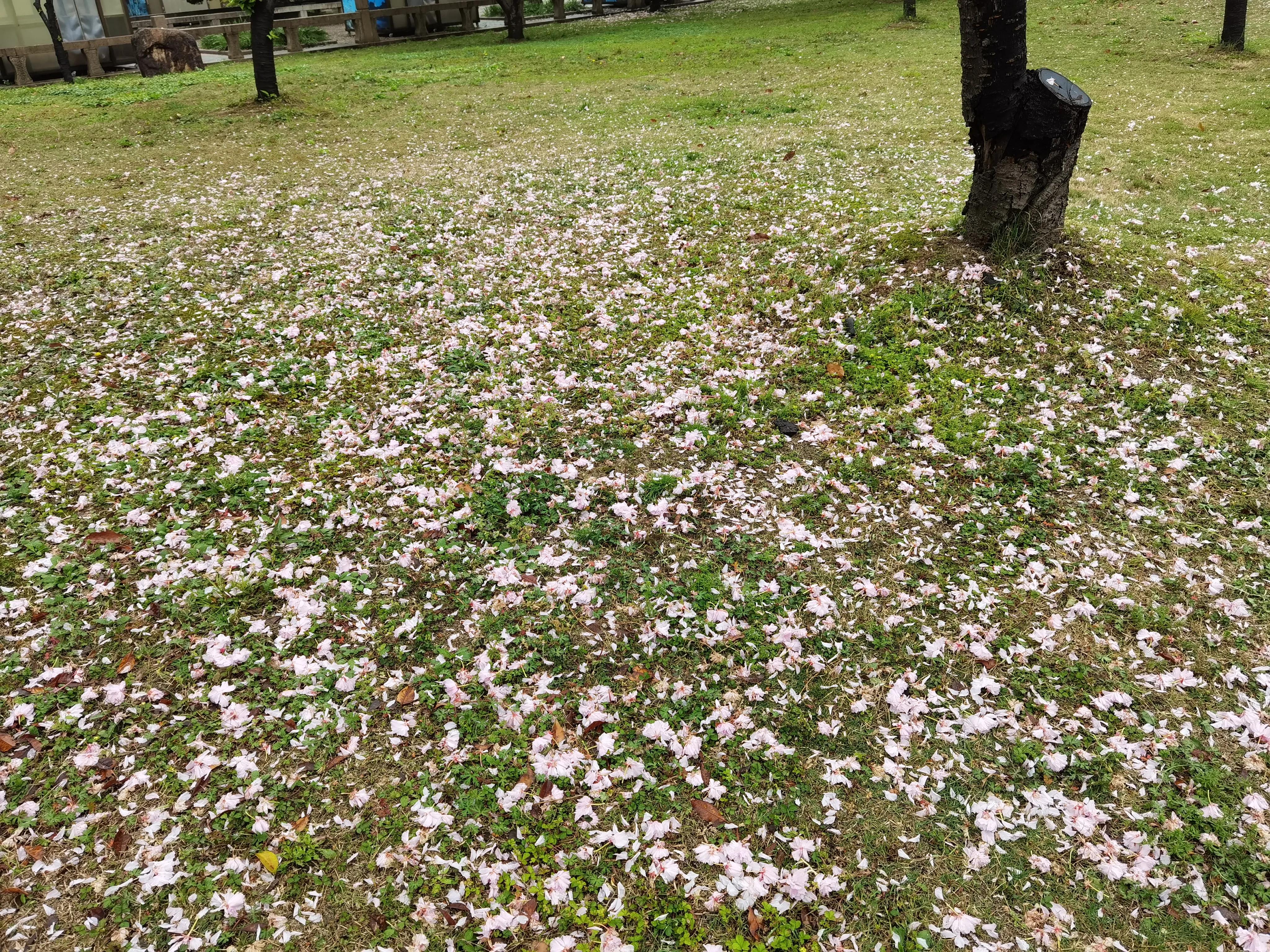 七绝吟春的诗句,七绝吟