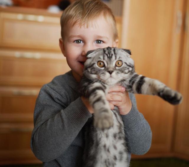 你真的会抱猫吗？5种常见的抱猫姿势，但3种都是错的