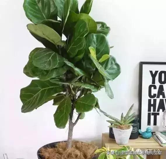 100种常见花卉植物图谱,100种花卉素描图谱