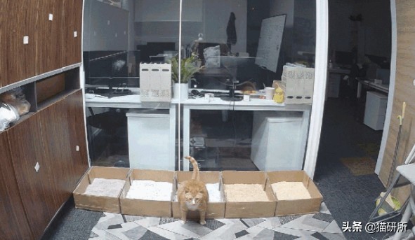 猫咪平替好物推荐,提高猫咪生活质量的几款好物