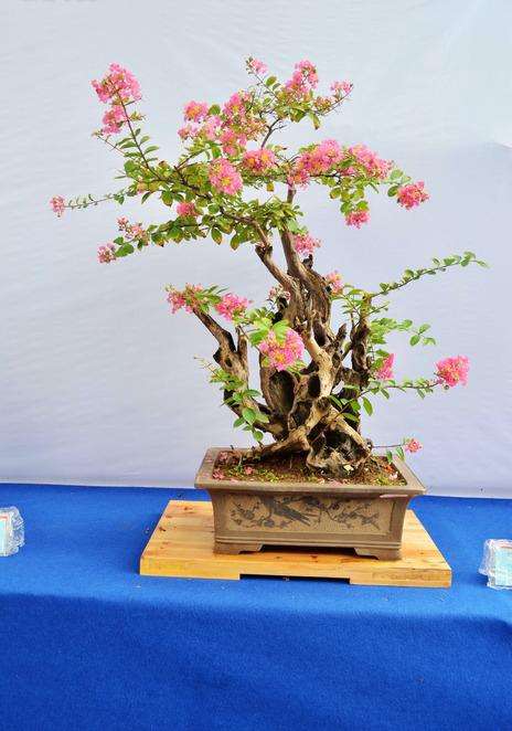 盆景树桩怎样让主干粗壮,盆景如何快速粗壮