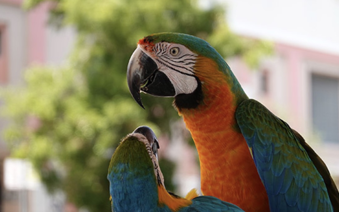 索尼黑卡7代什么时候出,索尼第七代黑卡相机