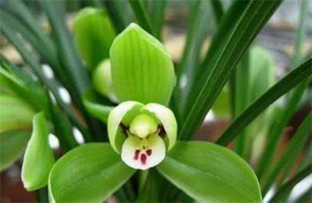 兰花品种大全最名贵的兰花,十大名贵兰花最好养活的兰花