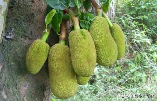 菠萝蜜核怎么种植并且长出果实,菠萝蜜的种植技术和环境