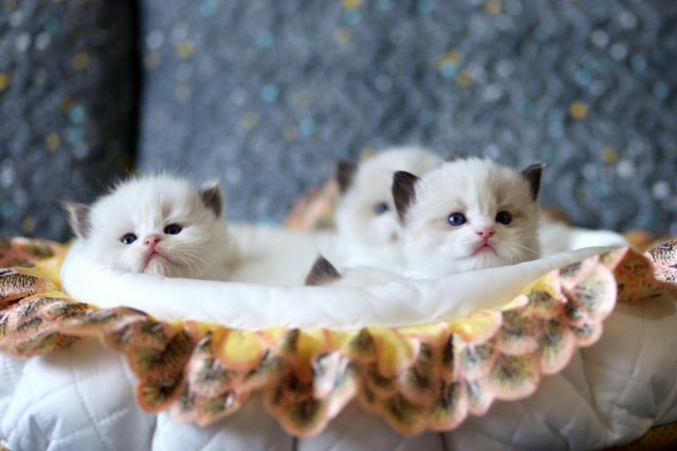 如何挑选布偶猫这几点需要注意,怎样挑选布偶猫的品相