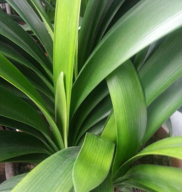 君子兰叶片轻微冻伤还能恢复吗,君子兰冻伤了叶子全冻坏了怎么办