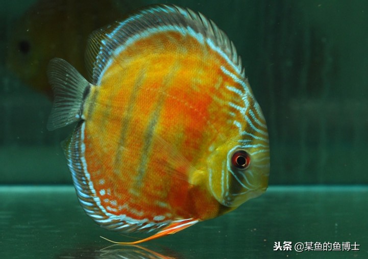 新手选择鱼缸注意事项图片,鱼缸养锦鲤怎么选择鱼