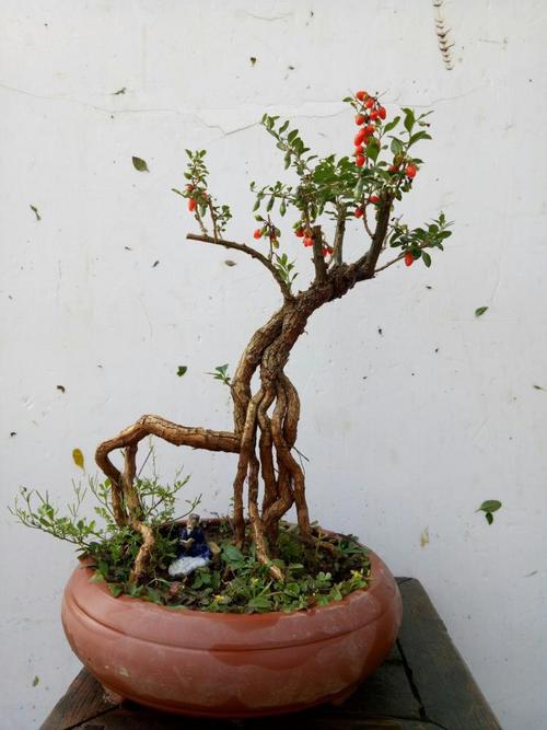 枸杞苗盆景如何养成老桩,枸杞盆景栽培方法