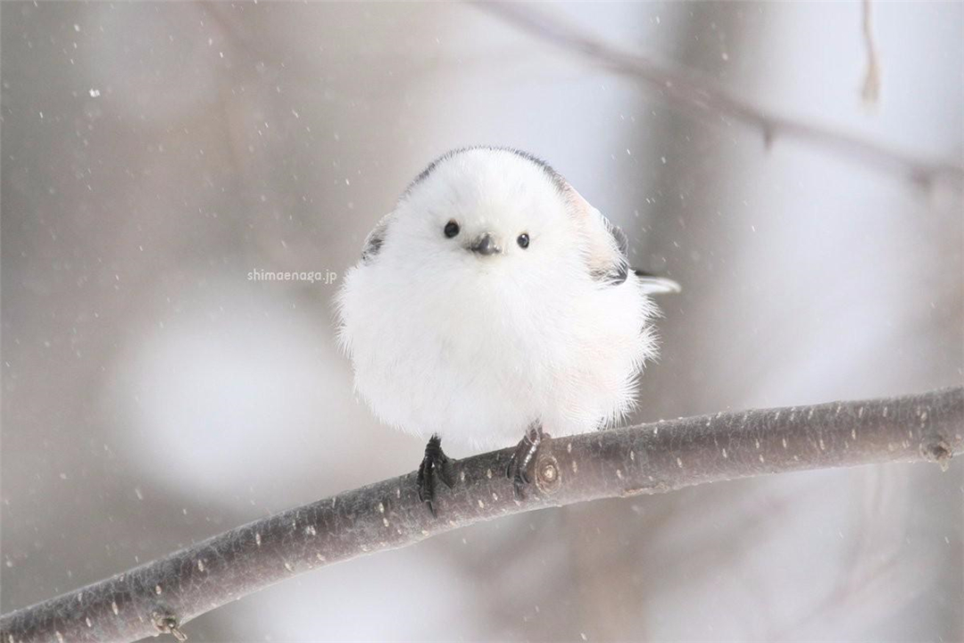 因为太萌差点成为“国鸟”的小肥啾:美丽在可爱面前一无是处