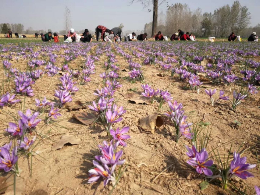 西红花和我的故事