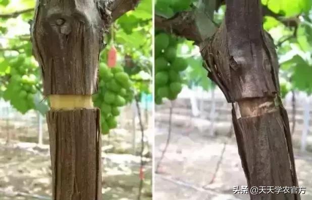 葡萄为什么会落花落果是熟透了吗,葡萄花期用什么防止落花落果