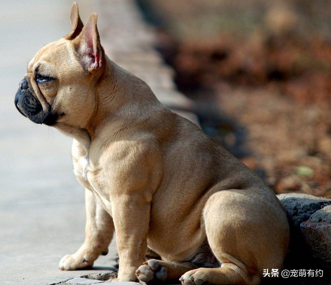 法国斗牛犬如何选择,法国斗牛犬的基本知识