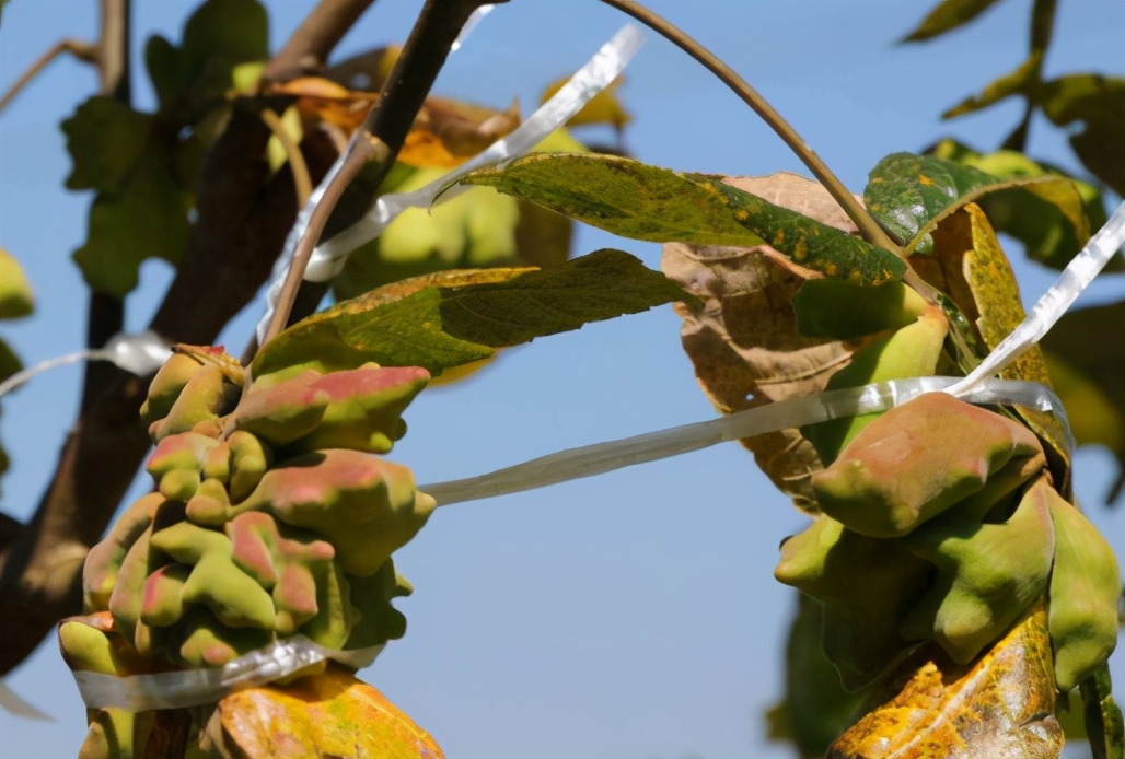 果子含百条虫子，儿时常采摘来卖，如今80元1斤，碰到别忘采摘