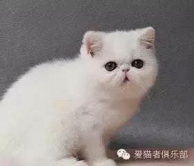 怎么区分加菲猫的品种,纯种加菲猫应该是什么颜色