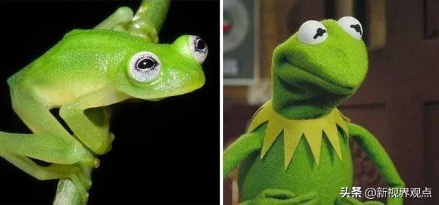 这组很少见的图片，看完知识储备量又增加了