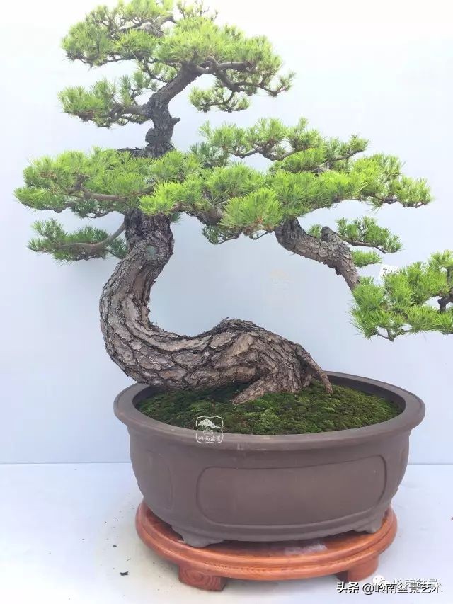 鎺㈡灊妞嶇墿,鎺㈡灊